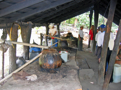Indigenous production of Tequila, Mexico